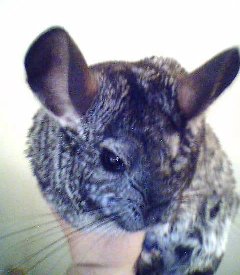 Chilli Chinchilla