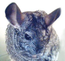 Mistress Chili Chinchilla