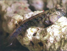 mudskipper fish
