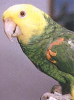 Parrot