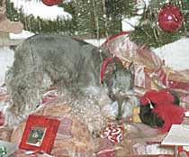 Schnauzer under Christmas Tree