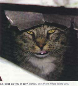 Rikers Island Cat